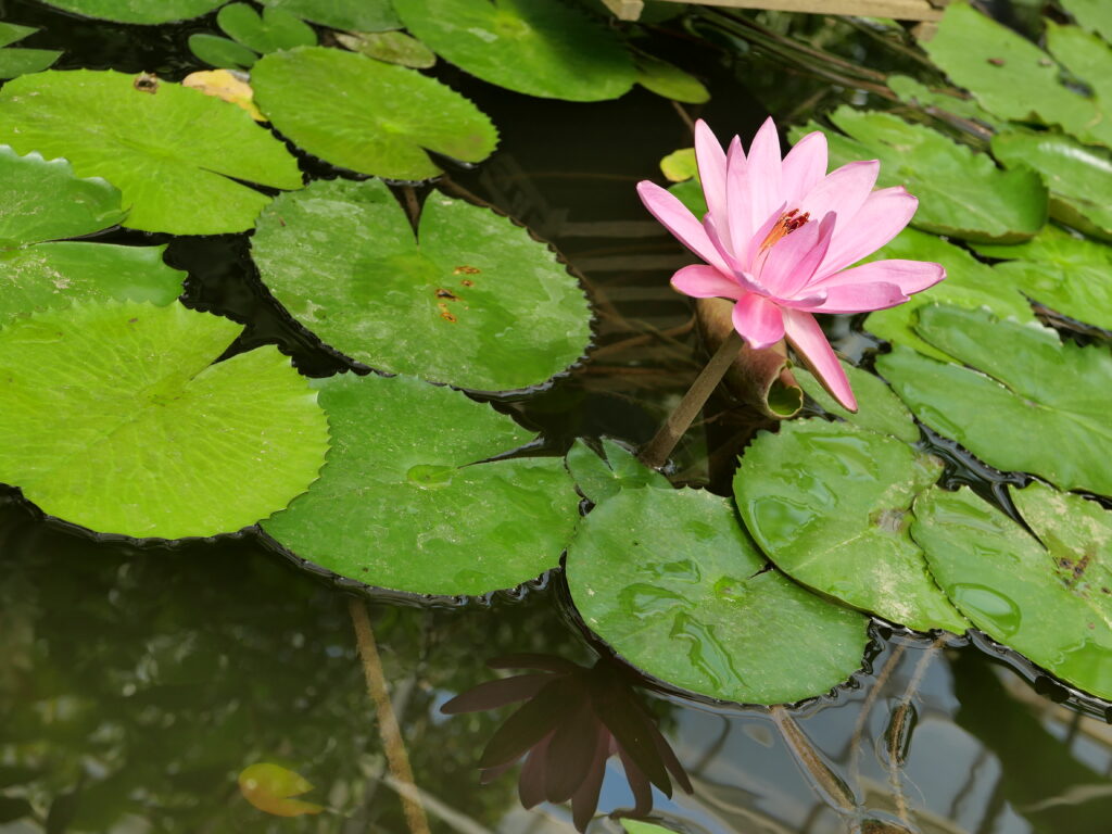 ροζ νούφαρο στο νερό