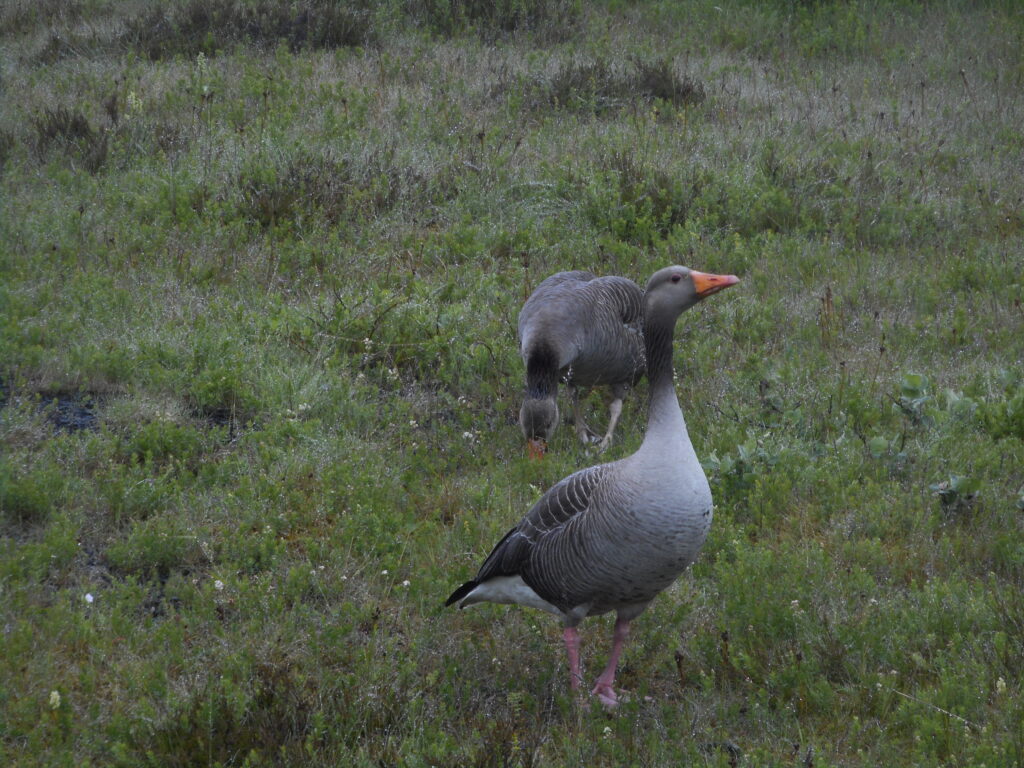 γκρι χήνες με πορτοκαλί ράμφος στο πάρκο Thingvellir