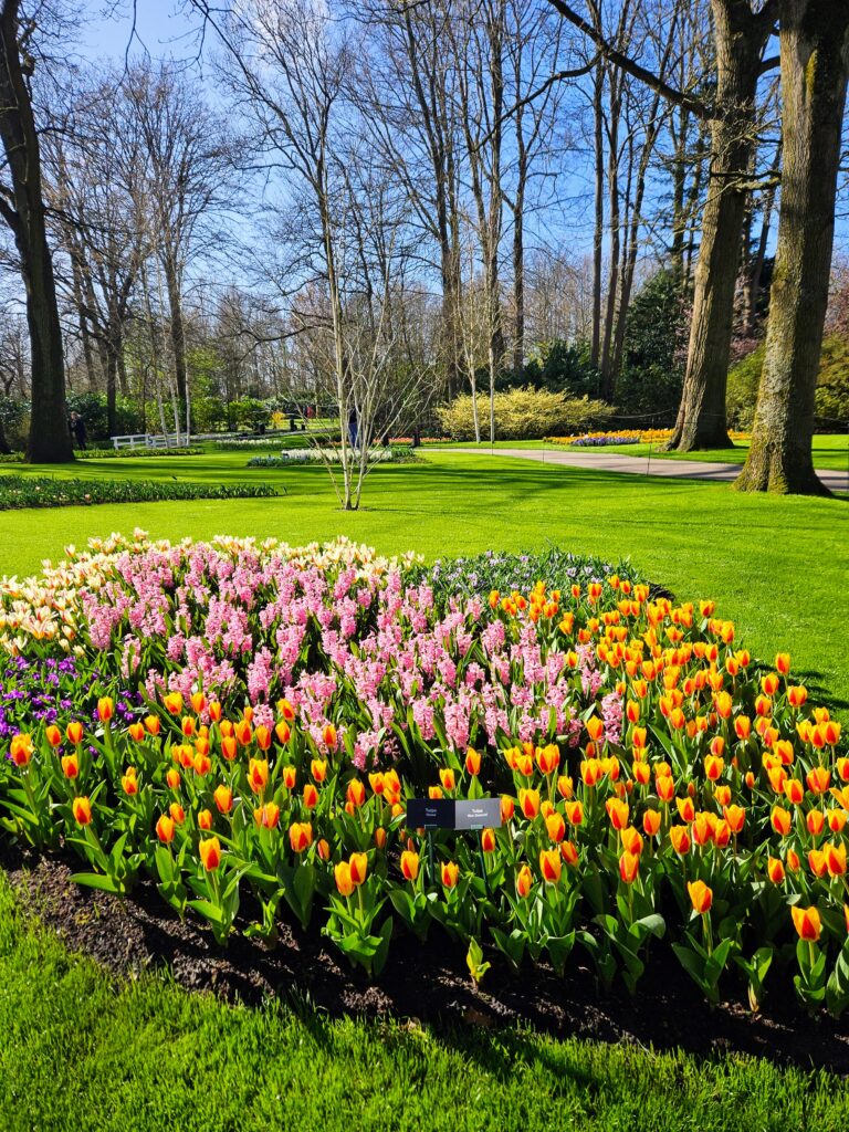 Οι ανθισμένοι κήποι Keukenhof έξω από το Άμστερνταμ